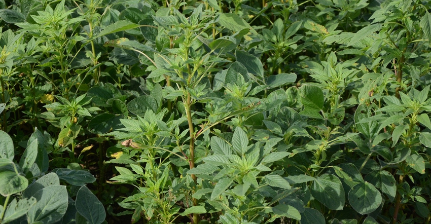 Herbicide-resistant Palmer amaranth 