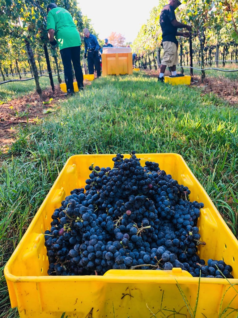 Close up of bin of freshly harvested grapes at Robin Hill Farms and Vineyard