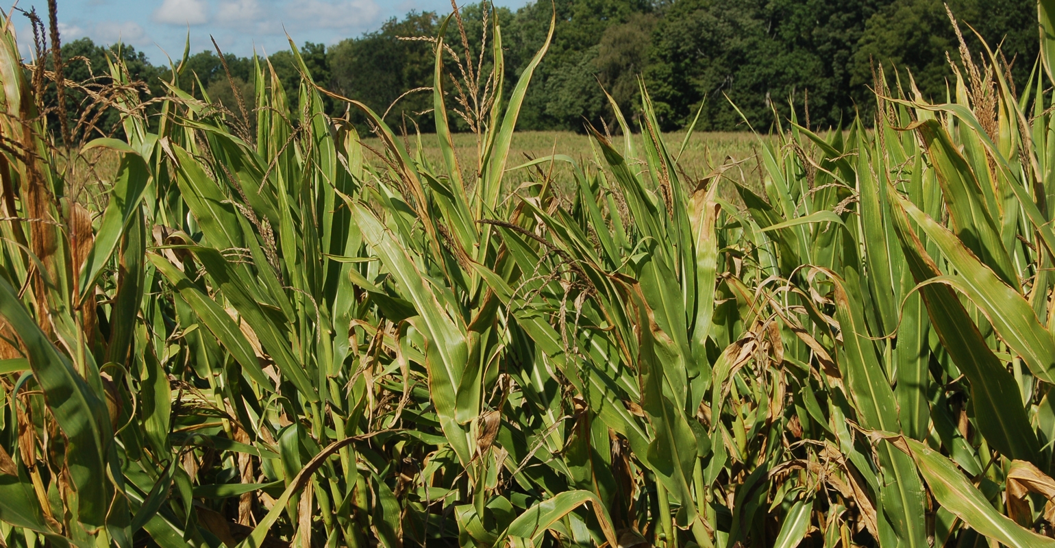 Why did corn leaves turn brown?