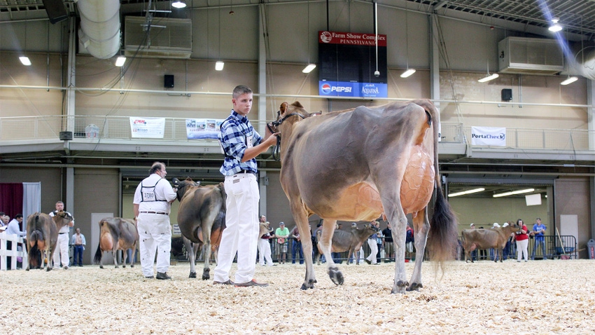 A young man attending to his cow in a show ring