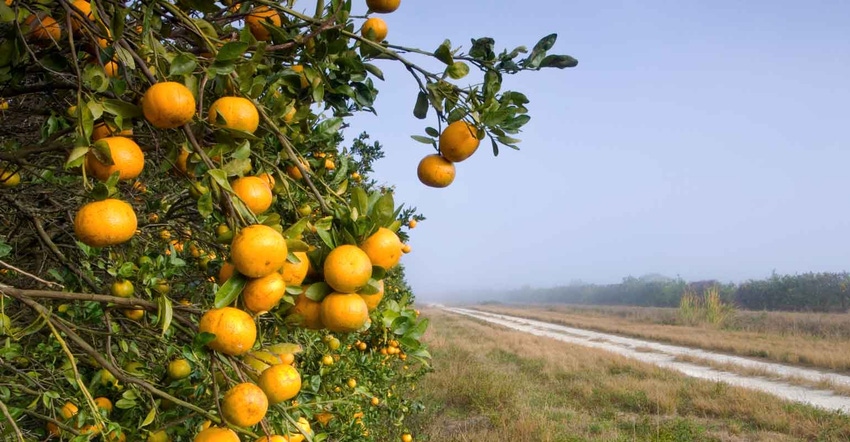 orange-orchard-early-morning-florida-GettyImages-1133859223.jpg