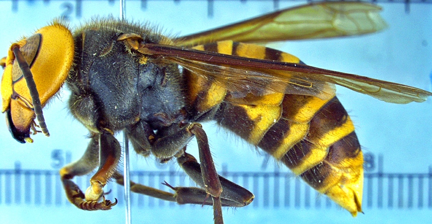 close up of a bee