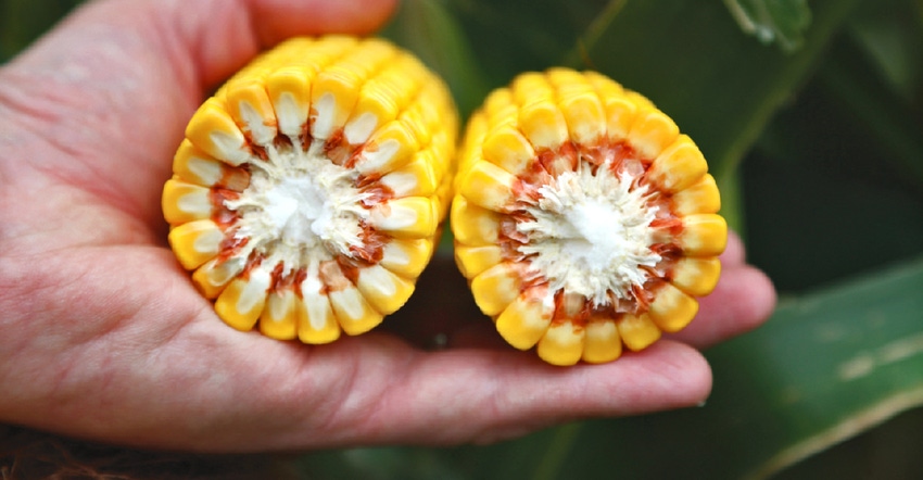 ear of ripe corn broken in half to show big, tall kernels