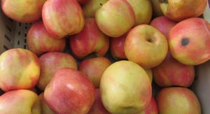 WFP-hearden-apples.JPG