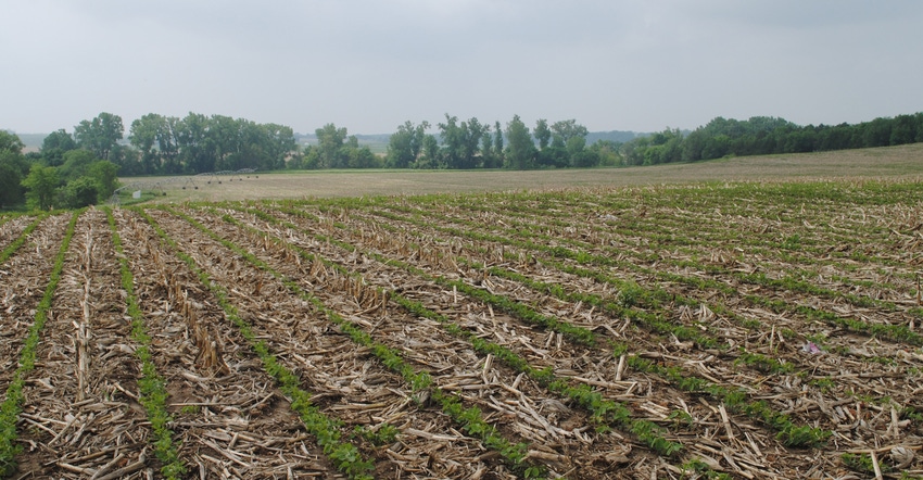 Soybeans and corn stalk cover crops in field