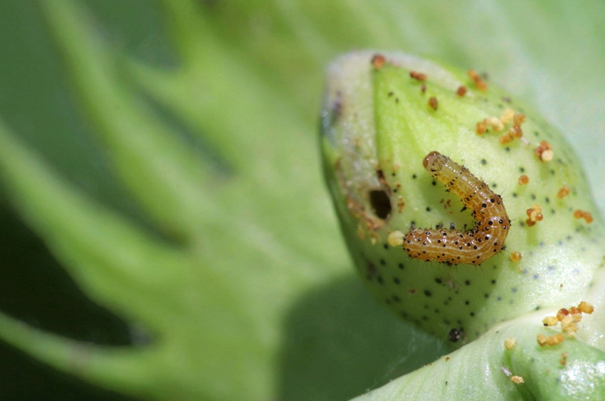 early-instar-kerns