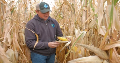 4 things to check in your cornfields before harvest