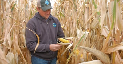 Corn Vaught 4 things to check in your cornfields before harvest