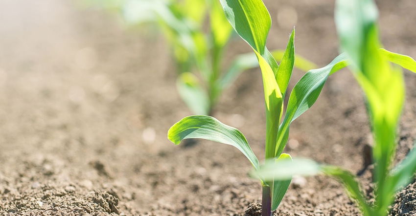 young green corn plants