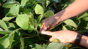 hands inspecting soybean plants