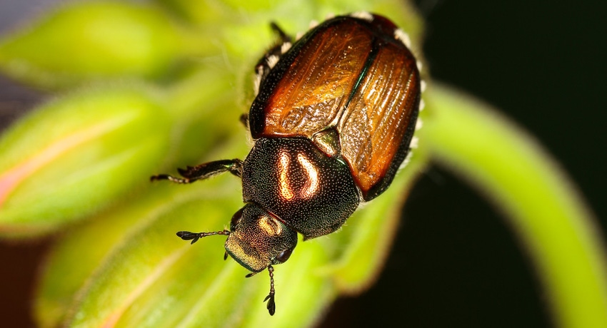 WFP-ARS-japanese-beetle.jpg WFP-ARS-japanese-beetle.jpg
