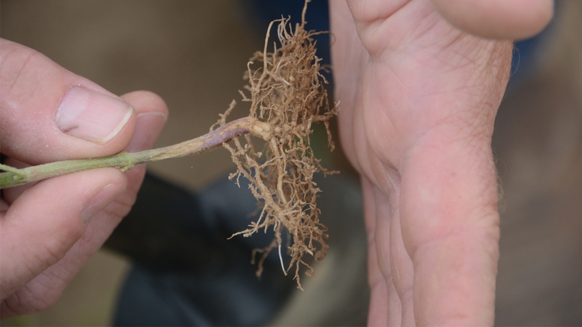  Close up of flat soybean roots due to soil compaction
