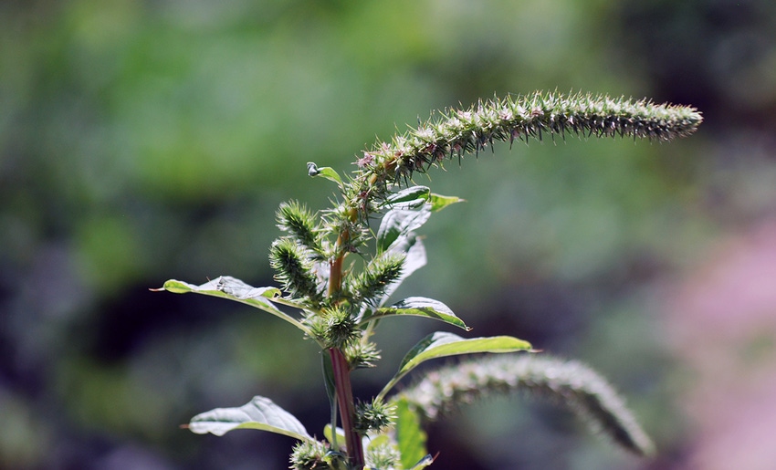brad-haire-farm-press-pigweed-GA-2019-4-a.jpg brad-haire-farm-press-pigweed-GA-2019-4-a.jpg