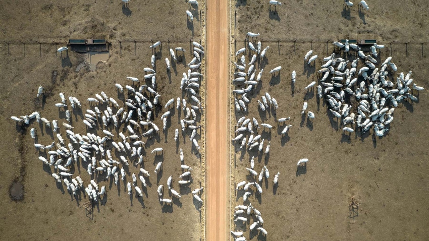 Cattle in pasture in Brazil