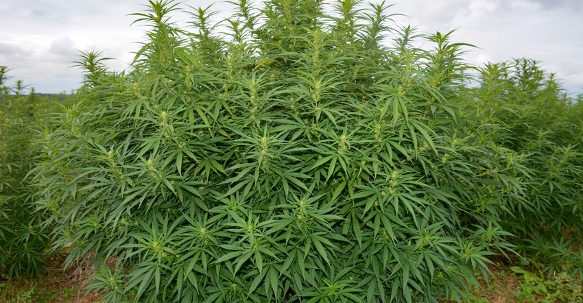 Close up hemp crop in the field