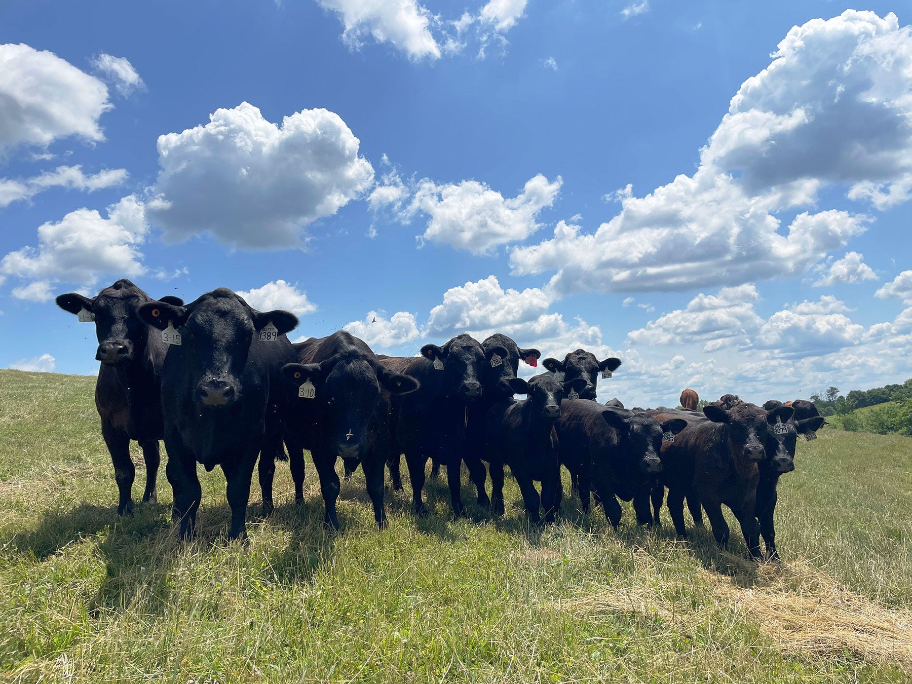 A herd of cattle in a field looking at the camera