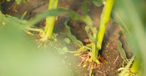closeup of corn plant roots