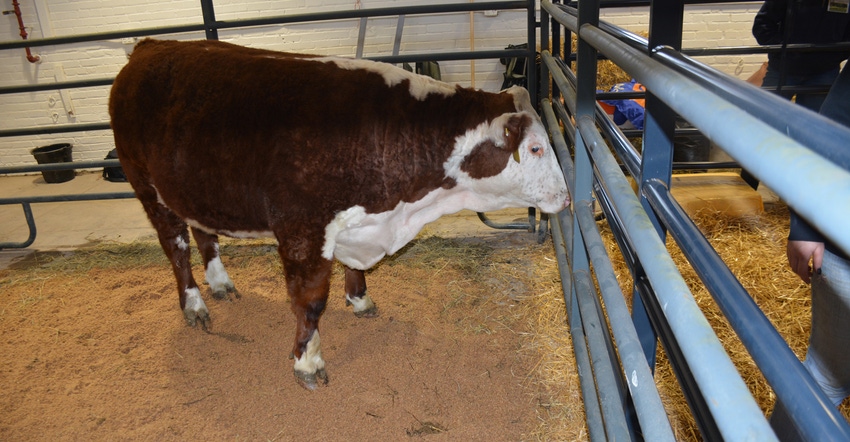 beef cow standing in show pen