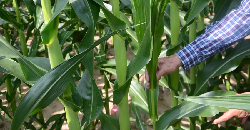 hand holding a cornstalk in a field