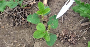 small holes on soybean leaves  most likely caused by bean leaf beetle feeding