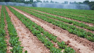 Georgia peanut irrigated in May.