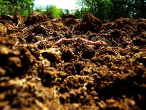 An earthworm in good soil