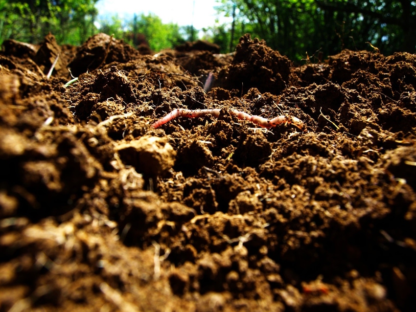 An earthworm in good soil An earthworm in good soil