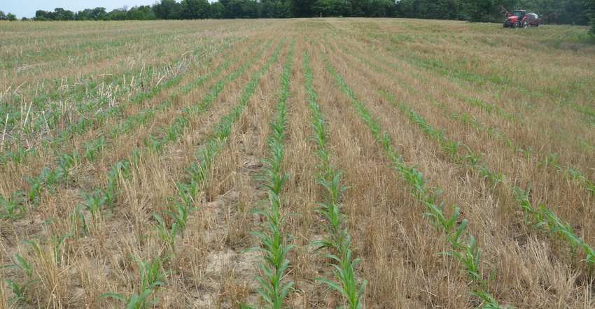 field of cover crops