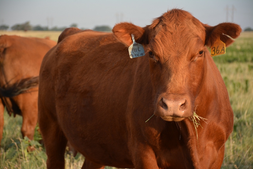 cattle-closeup.jpg