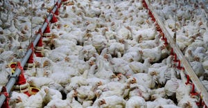 Large group of chickens