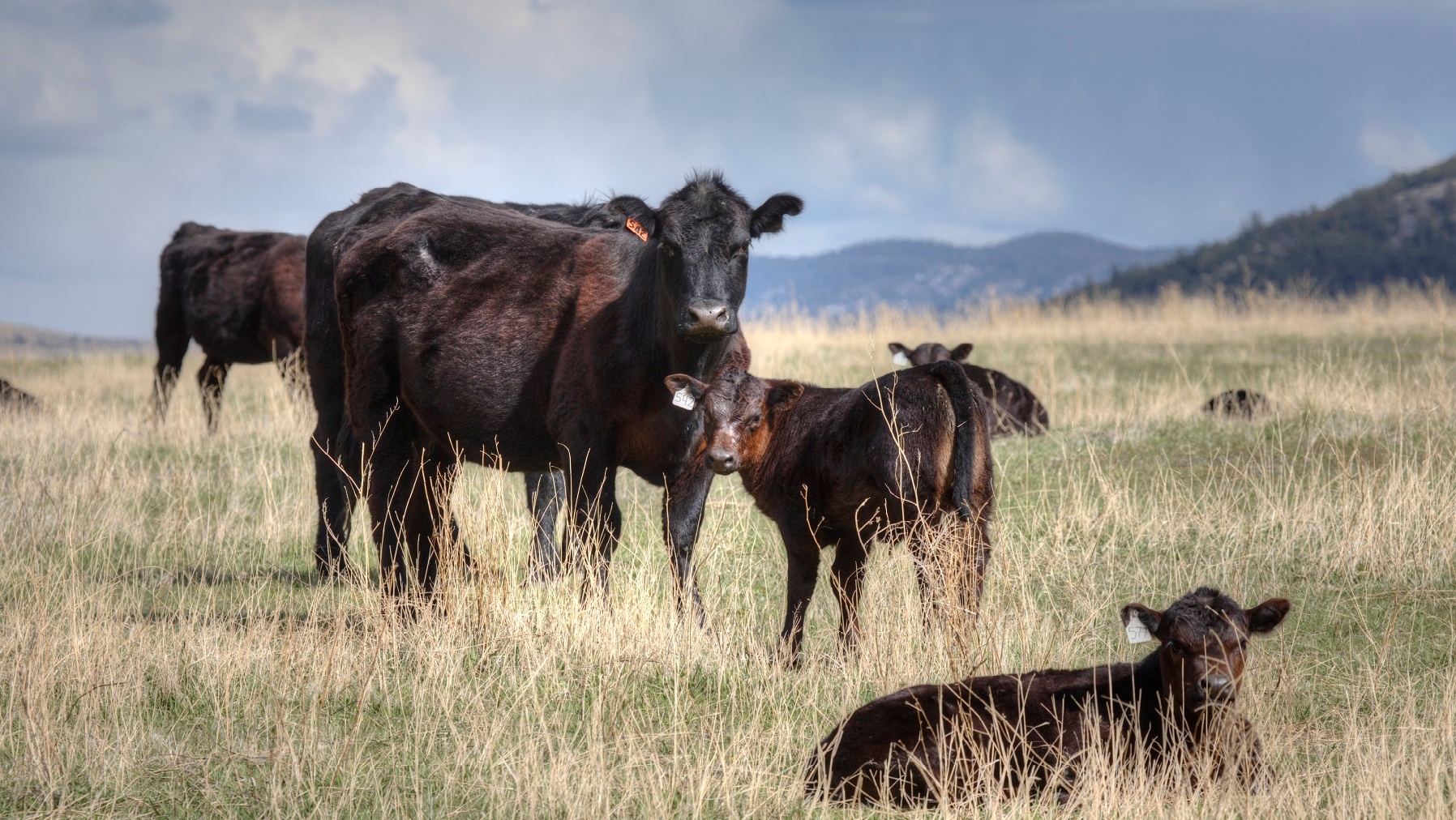 Wagyu cattle becoming popular in the U.S.