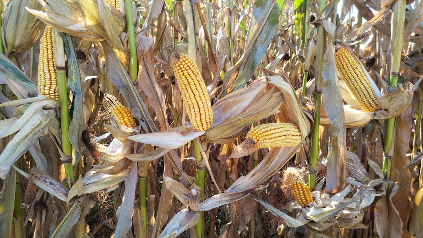 Ears of corn in field before harvest