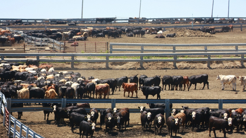 Cattle in multiple feedyards