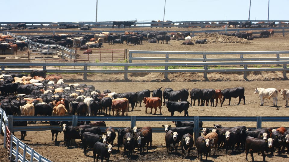 Santa Rosa Feedyard Manage basics for optimal feedyard performance