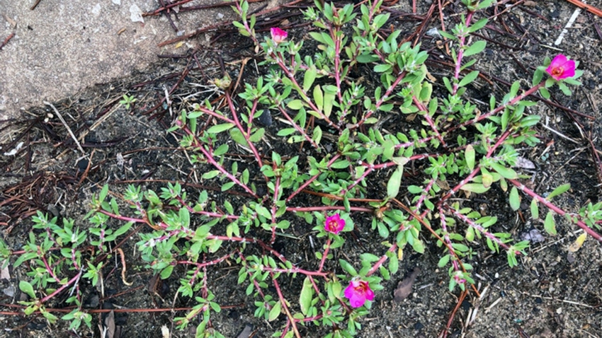 Pink purslane