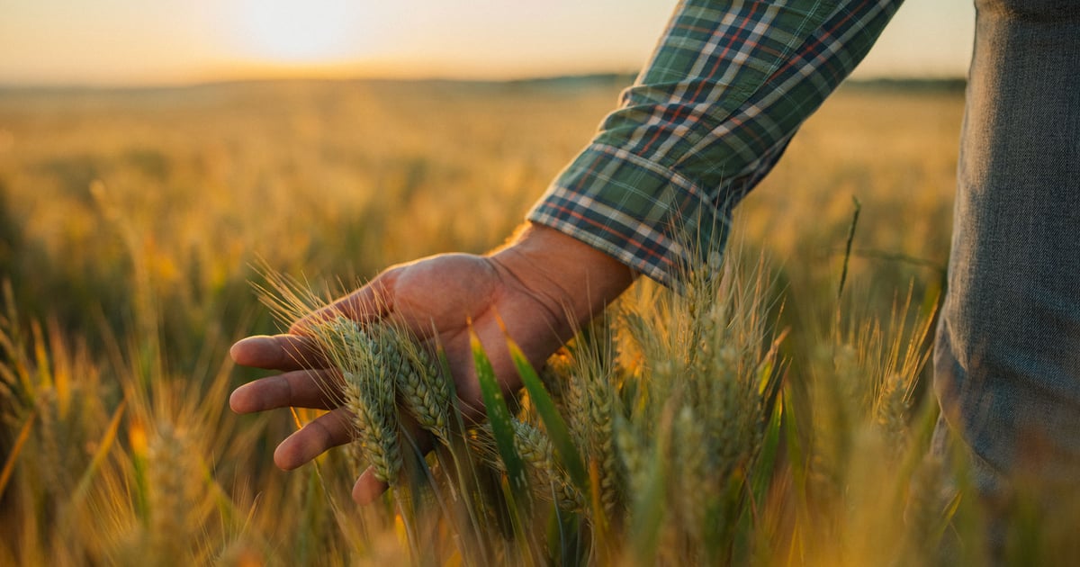 Wheat farmers are paying for Americans’ protein fixation