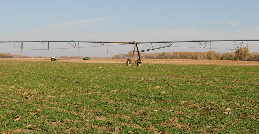 cover crops