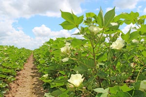 cotton-fields-staff-dfp-4436.jpg