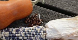 squash, corn and beans on wood background