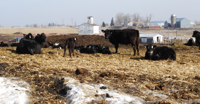 cattle in field during winter