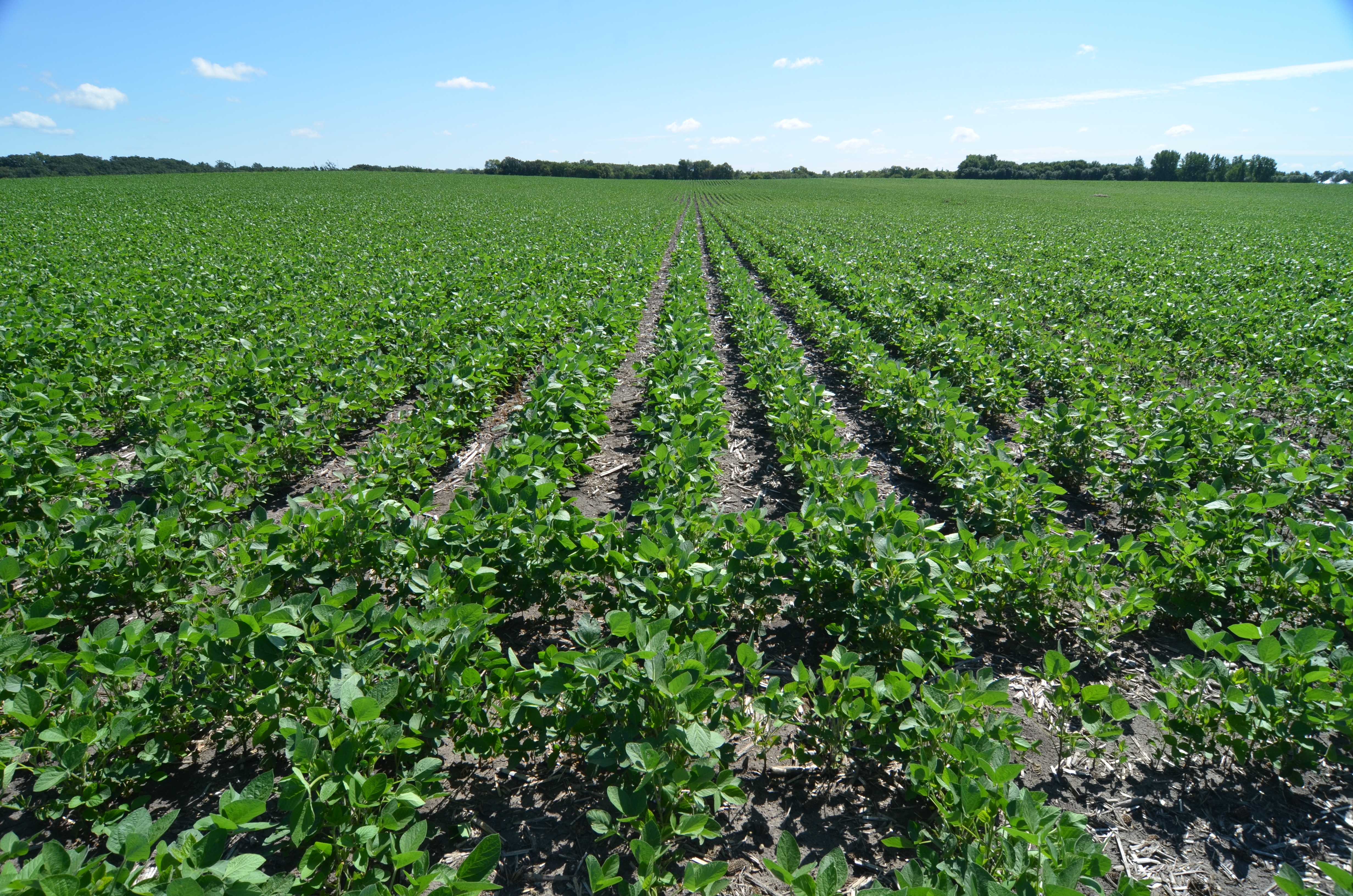 Dicambaresistant soybean challenges
