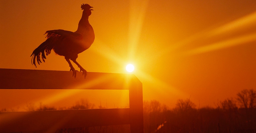 Rooster on fence at dawn, crowing, Chelsea, Michigan, USA.
