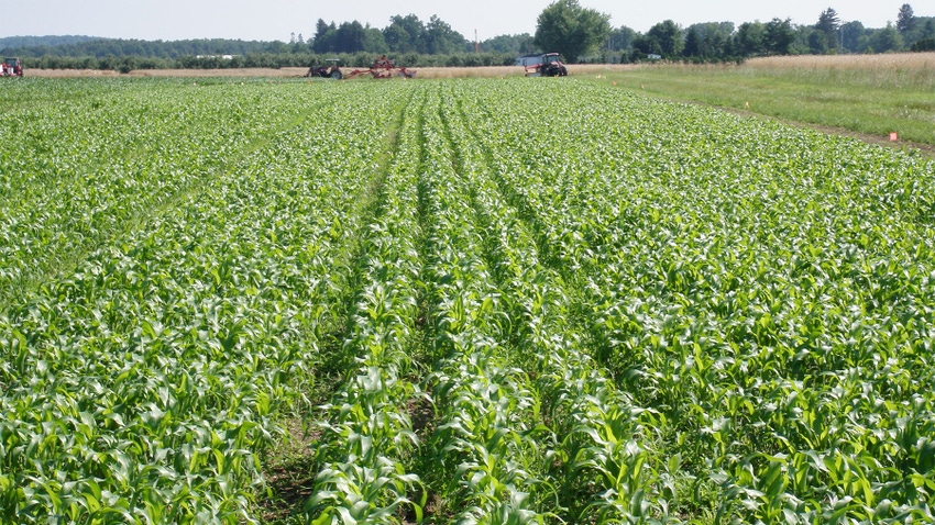 A field of BMR male sterile forage sorghum