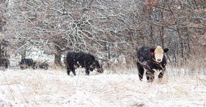 cattle_in_snow_banner-todd-johnson.jpg