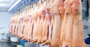 Pork carcasses for export