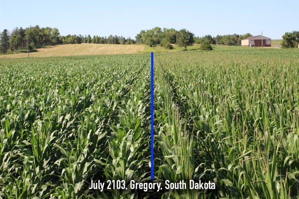 AQUAmax drought tolerant corn