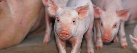 Swine veterinarian near me discount