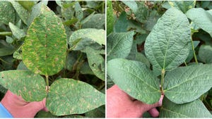 side-by-side photos of treated soybean leaf and untreated soybean leaf with frogeye leaf spot