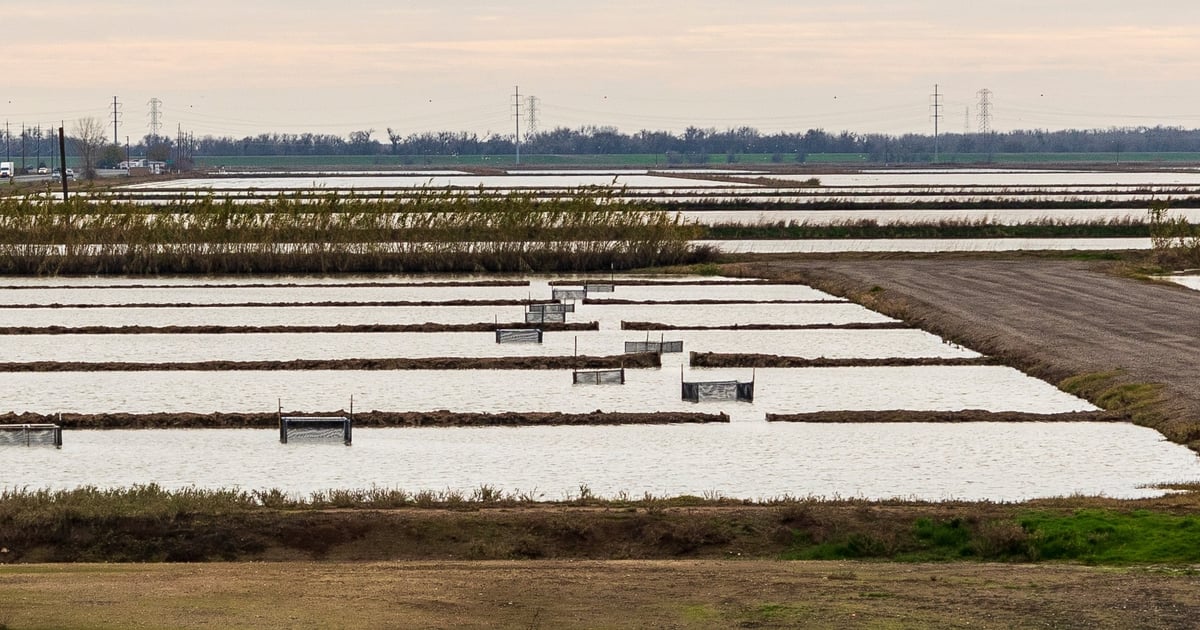 Rice fields benefit endangered salmon