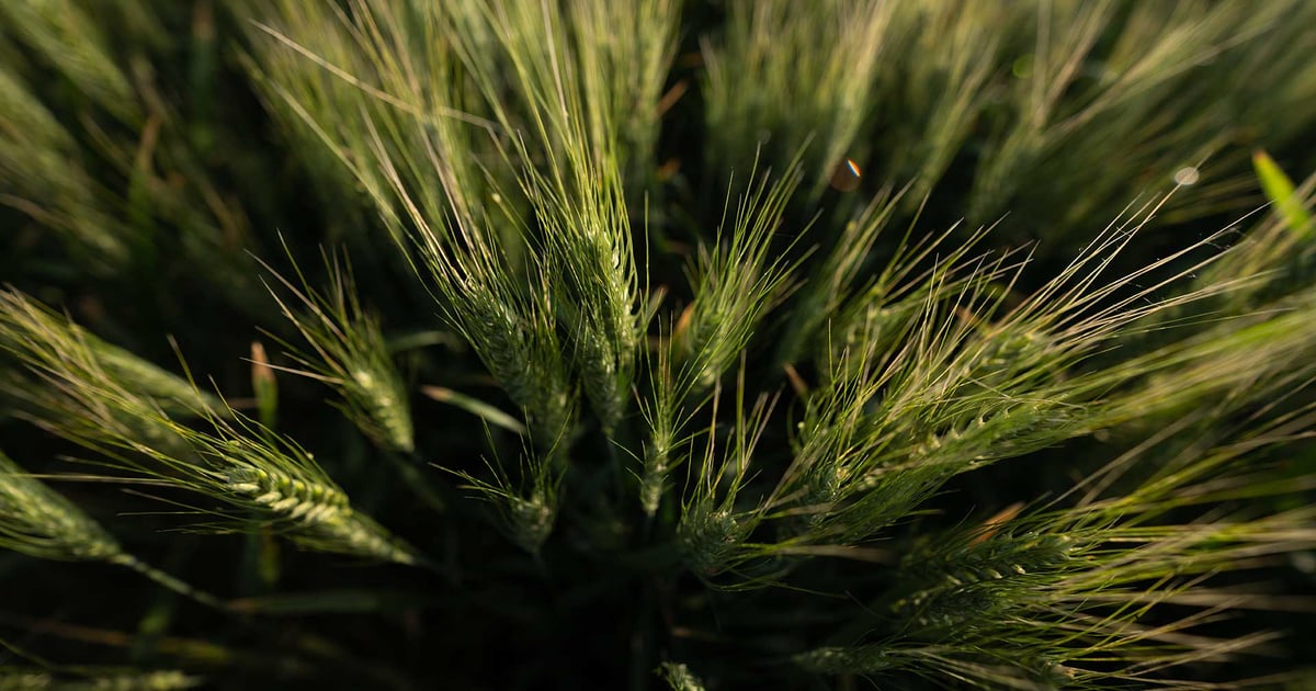 Quelex herbicide offers weed control flexibility